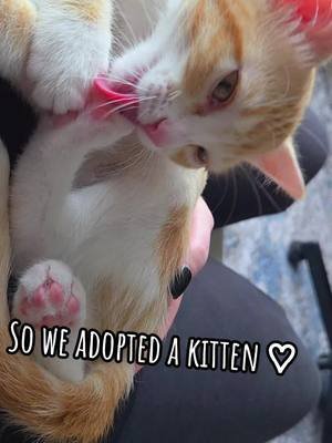 So we adopted a kitten ♡ #adoptdontshop🐾 #cat #kittensoftiktok #kittengrooming #fyp 