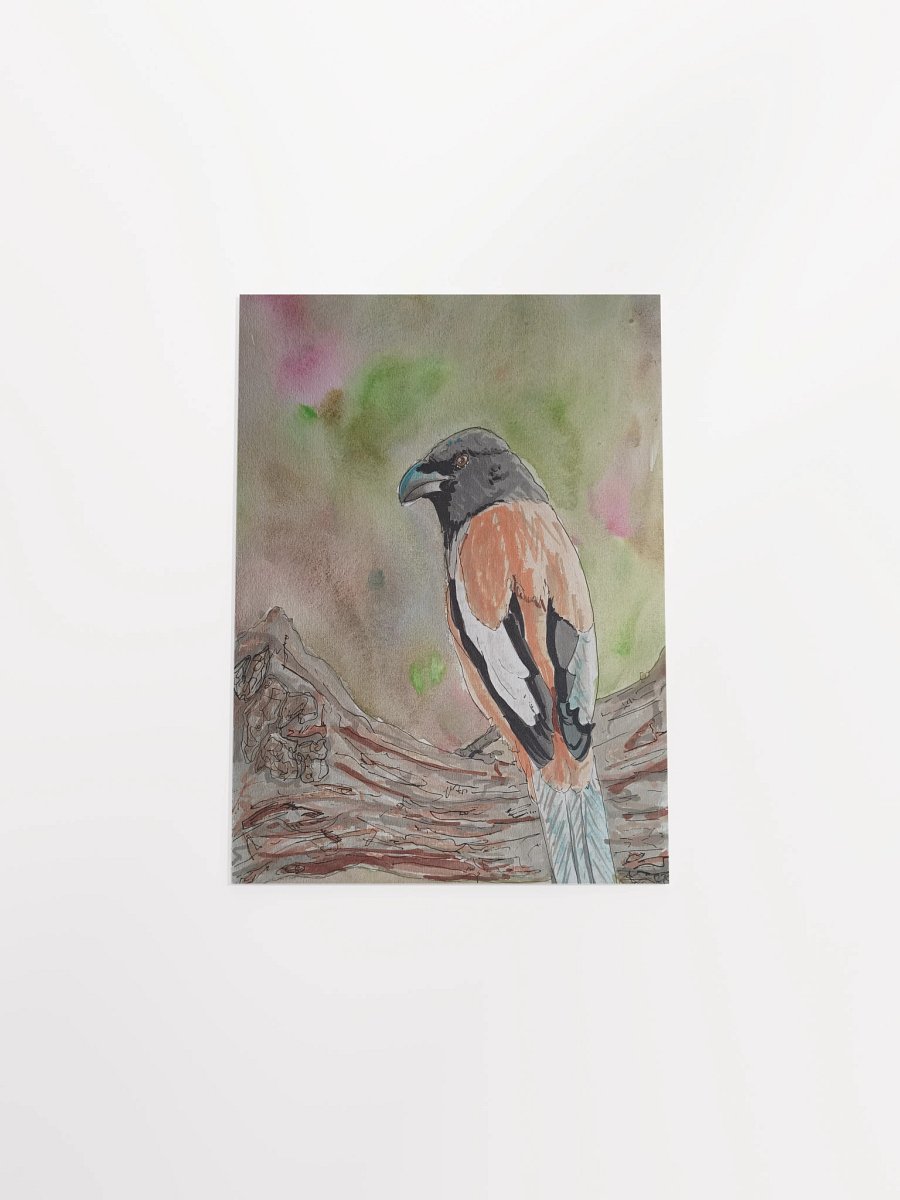 Corvid Series [11] Rufous Treepie poster print product image (4)