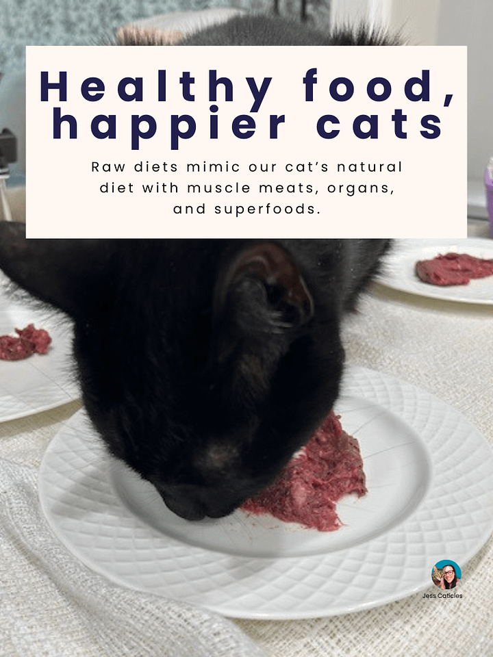 Switch to Raw Blueprint Digital Magazine ~ How to switch your cat from dry or wet to premade raw product image (2)