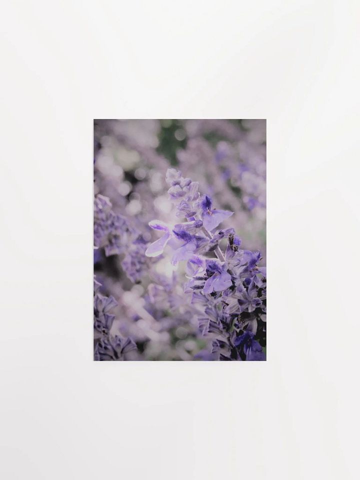 Wisteria 3 product image (2)