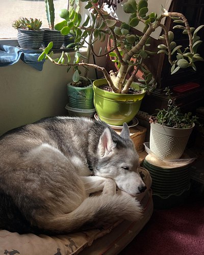Halfdan getting some solar recharge.