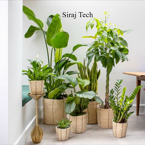 Interior Plant- বাড়ির ভিতর গাছ দিয়ে সাজানোর আইডিয়া

 বাড়ির ভিতর গাছ দিয়ে সাজানো বা Interior Plant শুধুমাত্র ঘরের সৌন্দর্য ব...