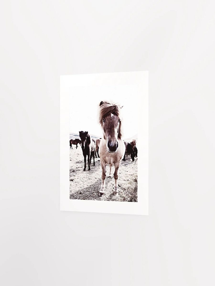 Iceland Horses Passepartout Print product image (14)