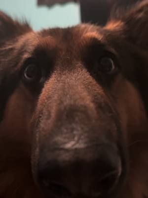 🖤 #dogsoftiktok #germanshepherd #gsd 