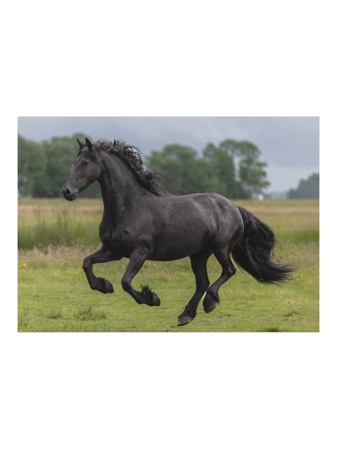 Friesian horses Saly product image (1)