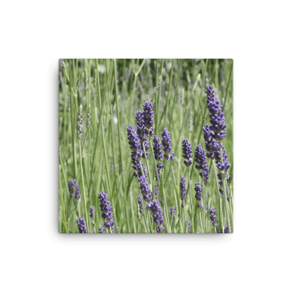 Field of Lavender product image (1)