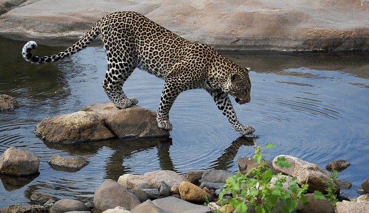 Xiviti - fishing leopard of the Timbavati product image (1)