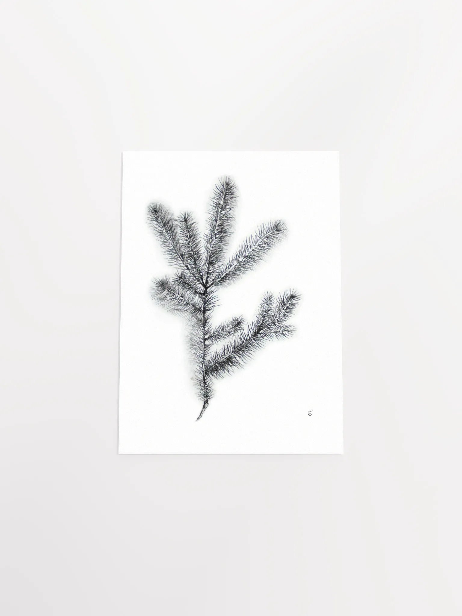 Whimsical Coniferous Branch Poster - Spruce Branch product image (4)