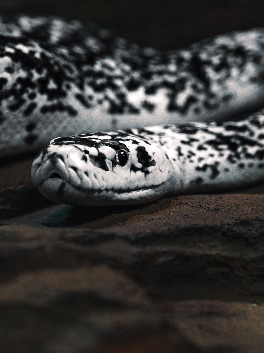 Cow Retic #8 product image (1)