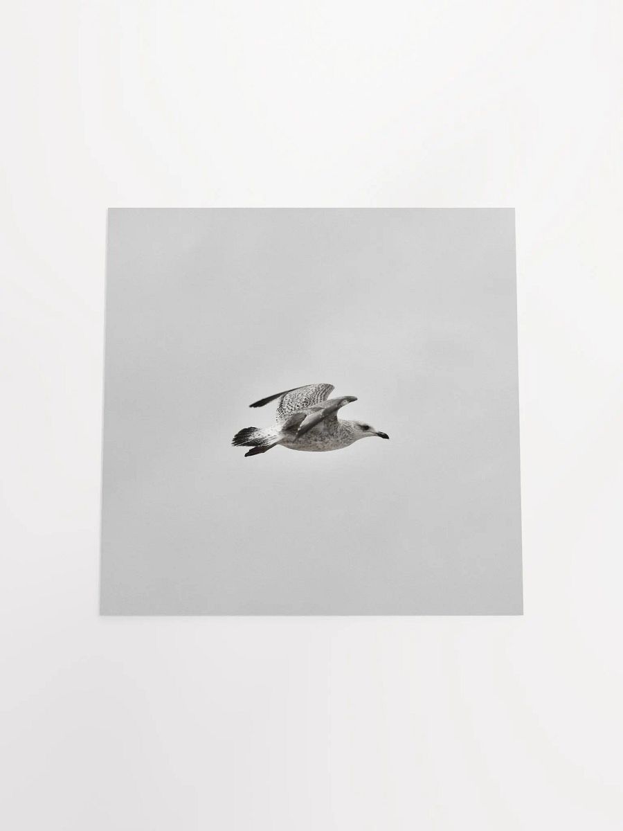 Young Gull in Flight BNW Square Poster product image (18)