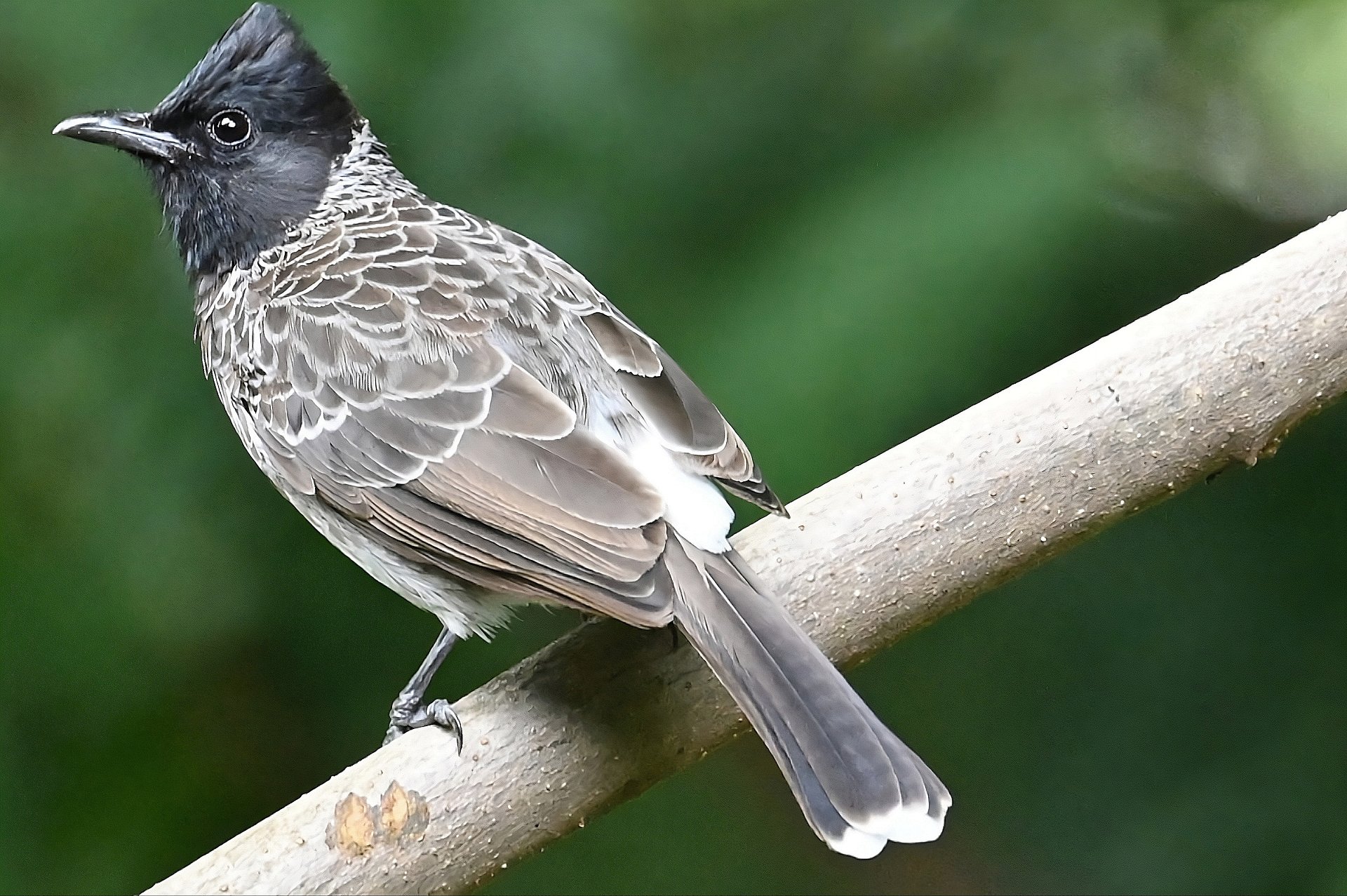IUCAA Birds Photos product image (1)