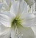 Amaryllis Creations by Chandelle
