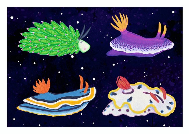 Sea Slugs: Set 2