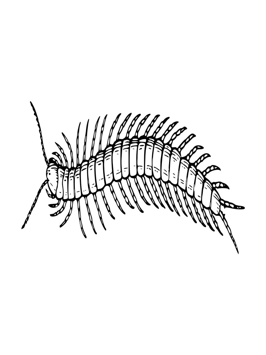 Bugs Aren't Icky A Coloring Book for Kids product image (6)