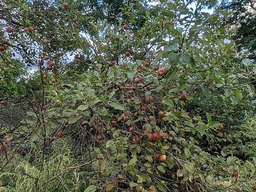 The Garden at St Michael's / The Mission in Conesus NY is in full bloom & ready for harvest! We've been enjoying fresh tomato...