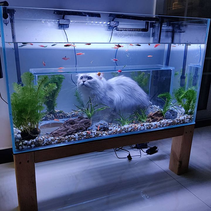 Bottom Entrance Cat Aquarium product image (1)