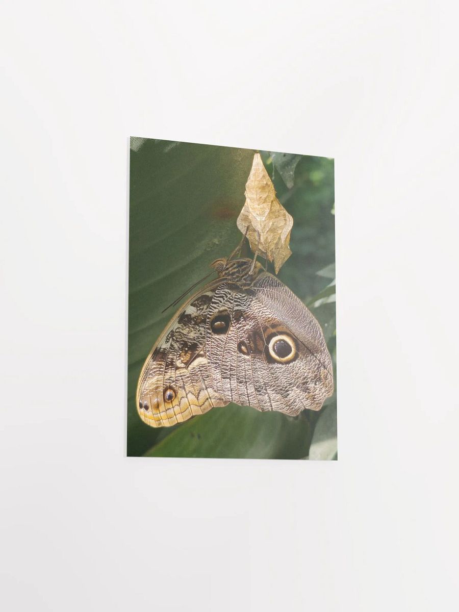 Tropical Owl Butterfly Poster 5x7" product image (3)