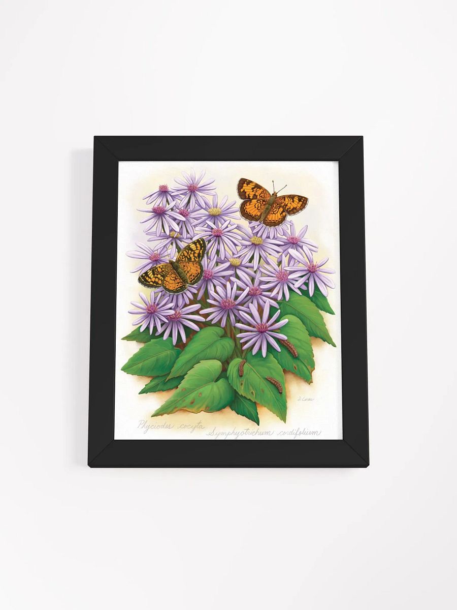 Northern Crescent Butterflies product image (6)