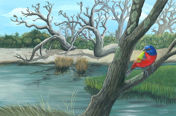 Clam Creek, Jekyll Island - Art Print product image (2)