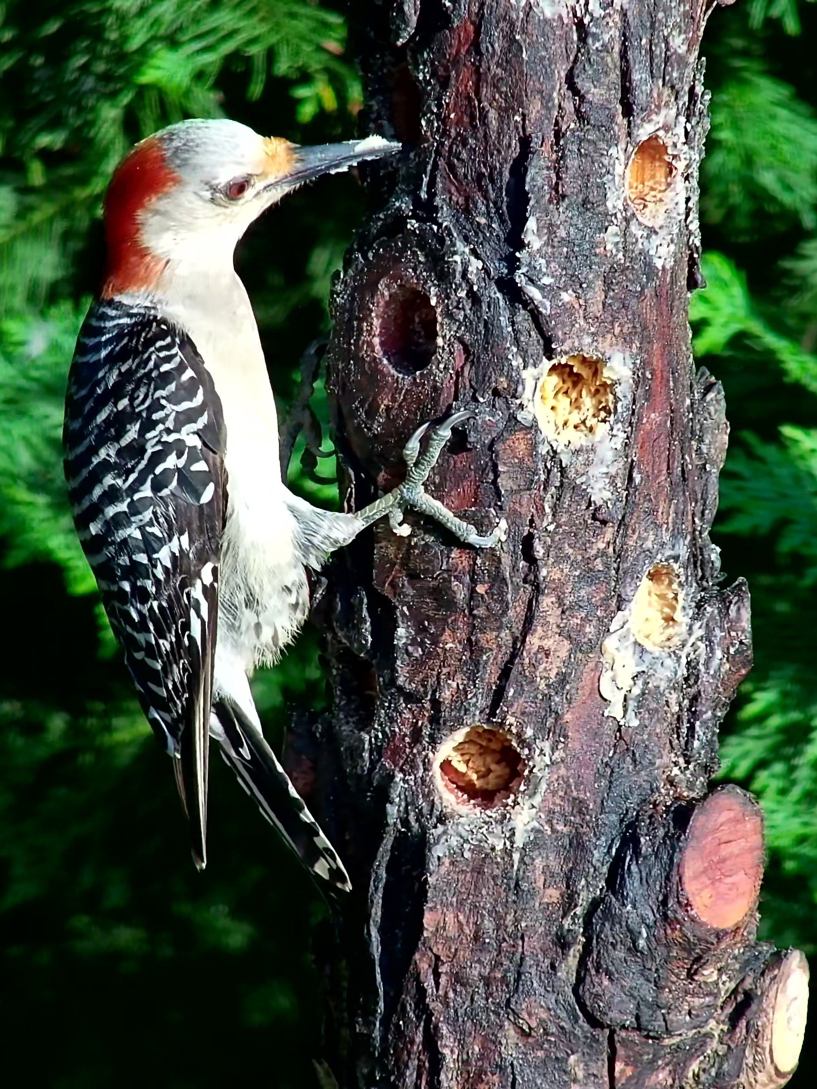 Premium Suet Log - Live Cut product image (6)
