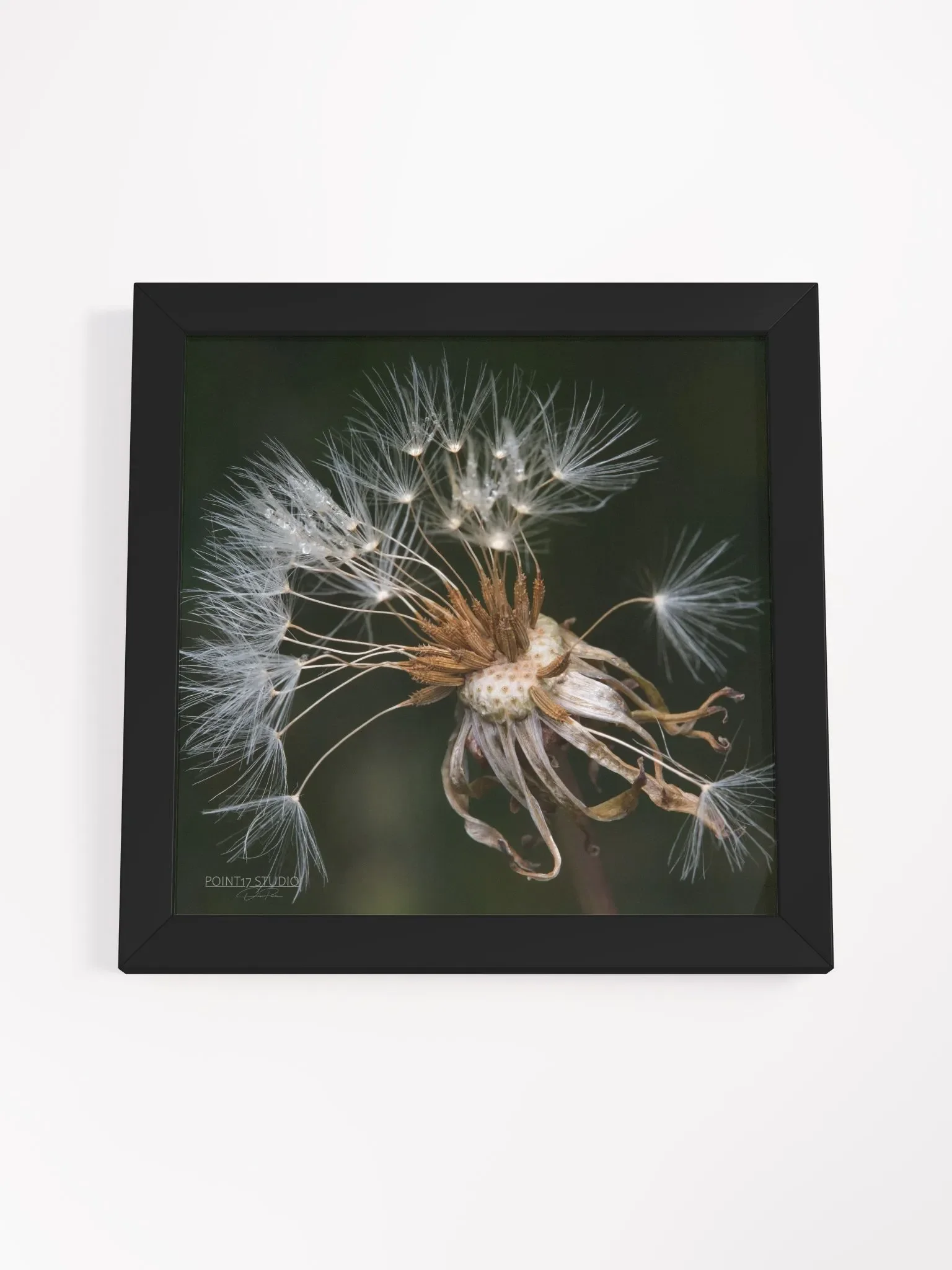 Dandelion #9 - Framed Print product image (4)