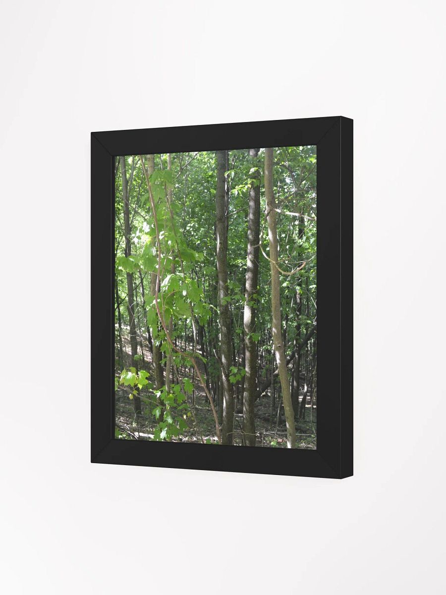 Forest High Quality Matte Poster product image (3)