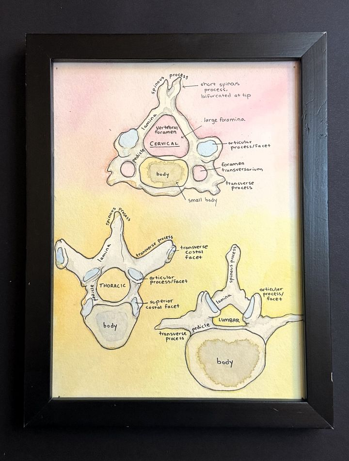 [Original] Types of Vertebrae product image (2)