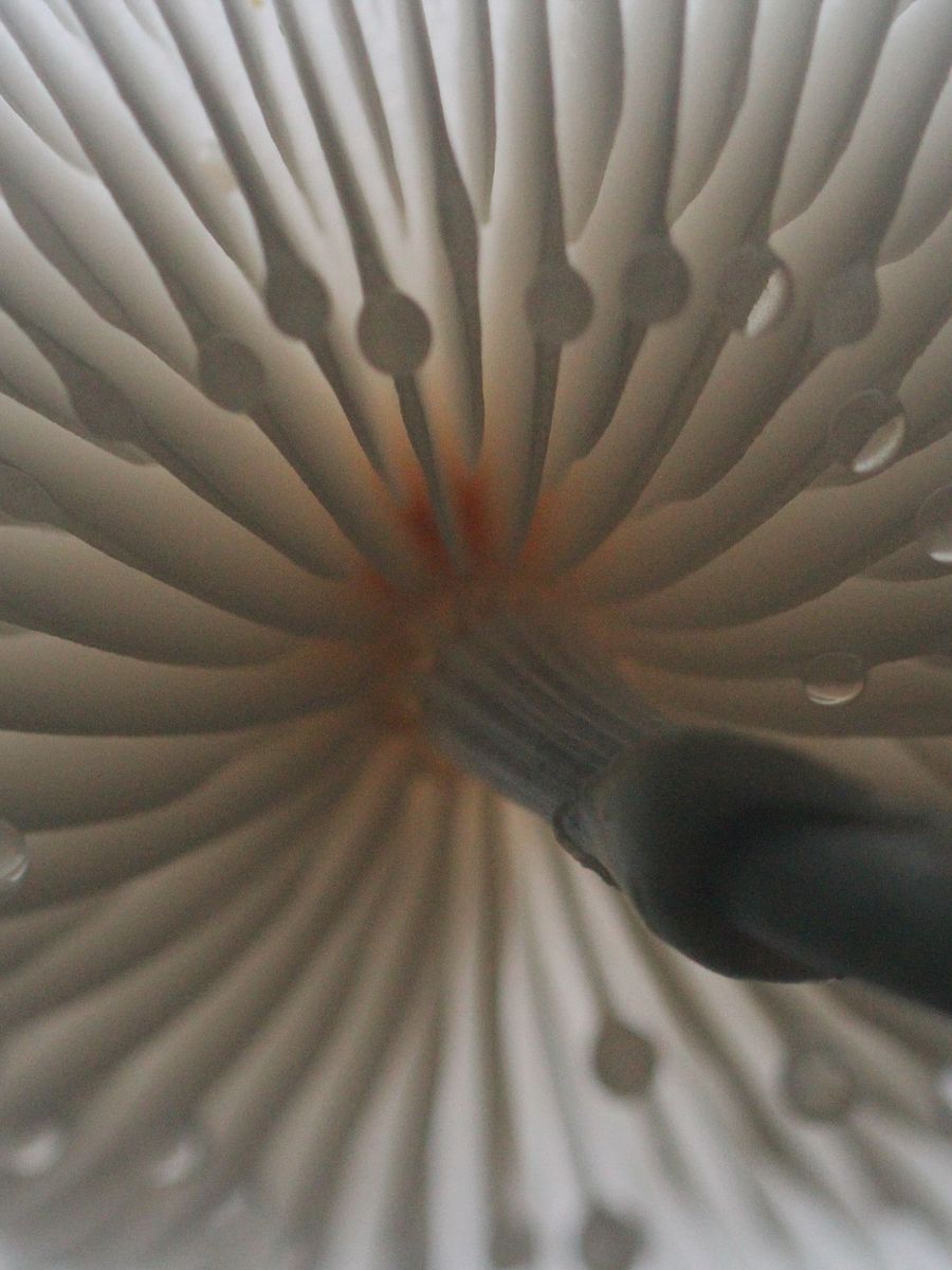 Fungi Image Collection product image (12)