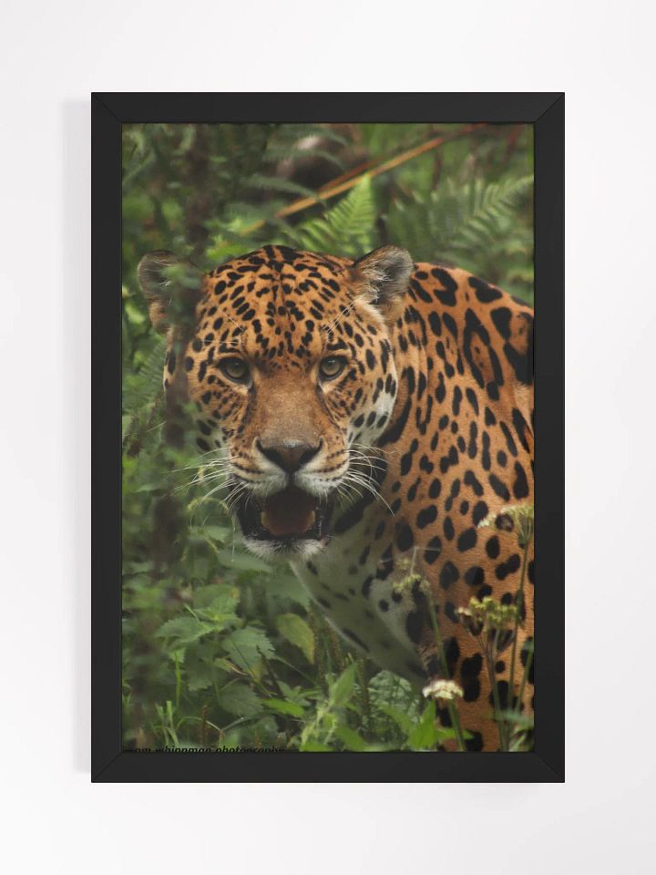 Jaguar Print product image (1)