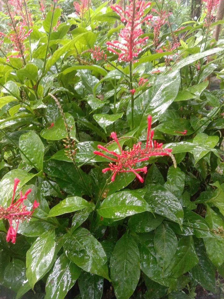 Tanaman caraka merah product image (1)