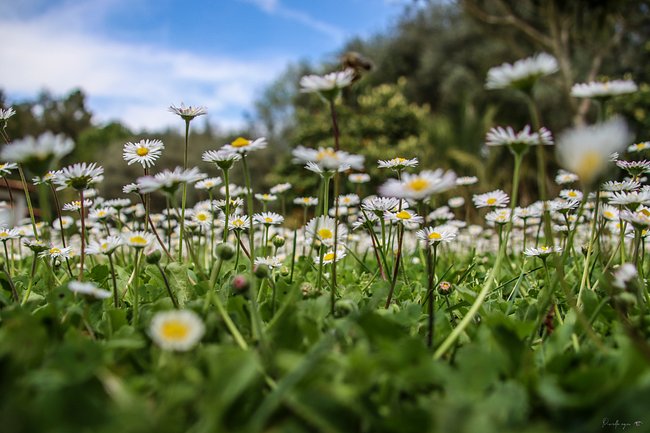 NATURE