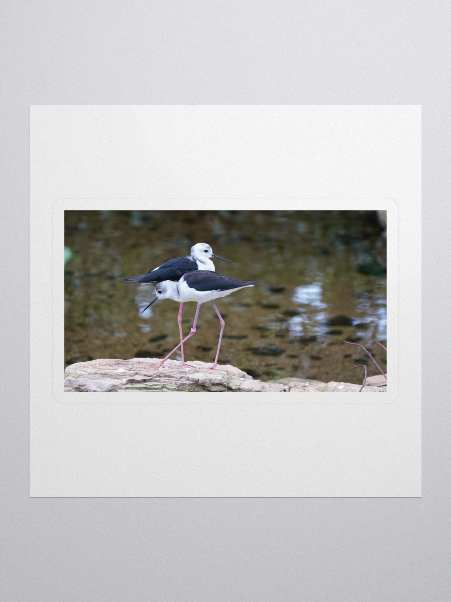 Graceful Avian Duo Stickers product image (1)