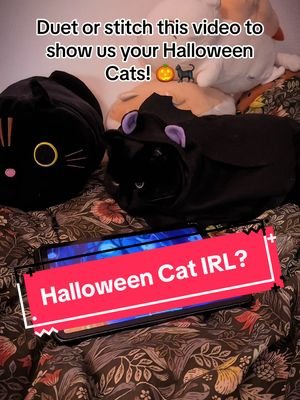 Our void cat became real and dressed up! 🙀 Little Emma assisted us to celebrate Halloween, do you also dress up your cat? 🎃#catgame #mobilegame #halloween #cutecat 