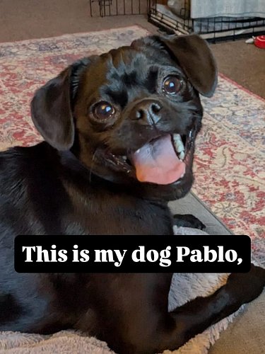 Pablo appreciation post, can we get some love in the chat for my dog please.