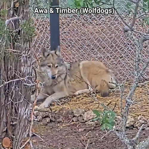 The arrival of Awa and Timber went beyond all expectations. After only a few hours, they had both already settled in and show...