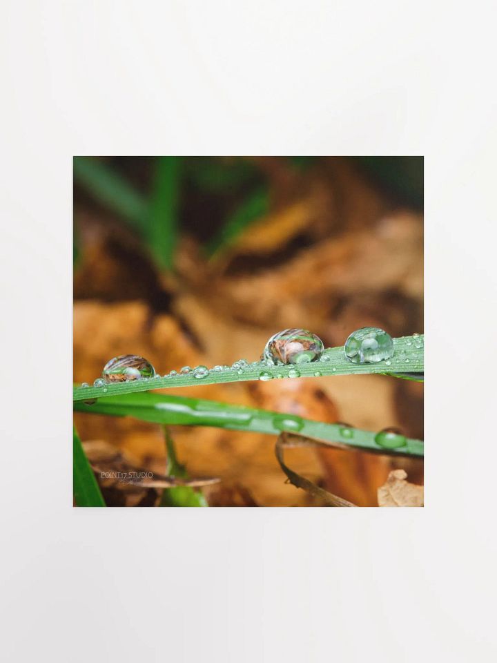 Dew Gems #11 - Print product image (1)