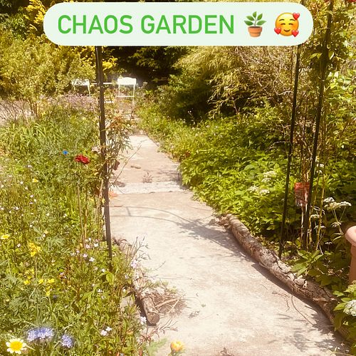 Welcome to my chaos garden — where the wild things bloom and the path is more of a polite suggestion.

No plan, just vibes. B...