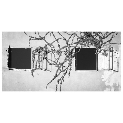 As the walls fade, nature takes its place. #bnwstreetphotography