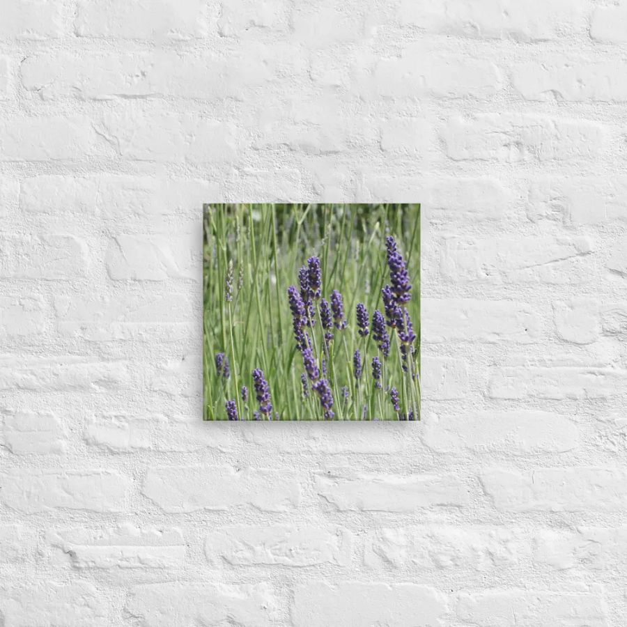 Field of Lavender product image (12)
