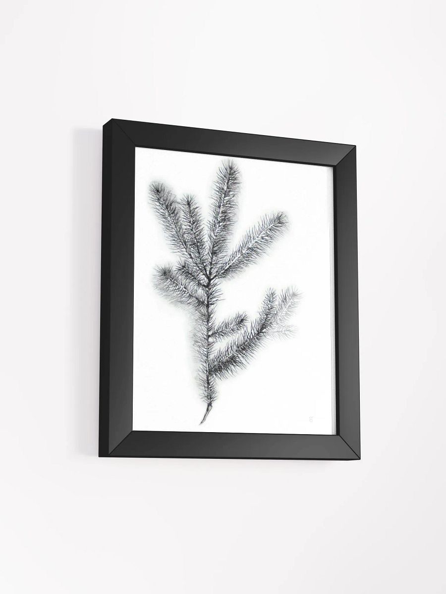 Botanical Bliss Framed Matte Poster - Spruce Branch product image (5)