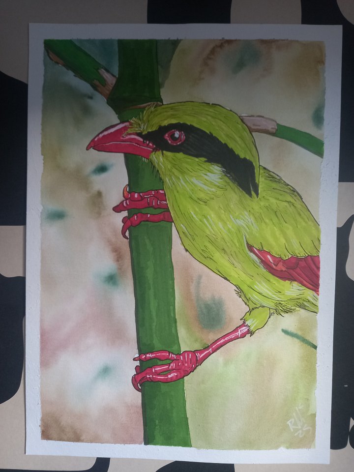 Original Art Series: Corvids [02] Indochinese Green-Magpie product image (2)