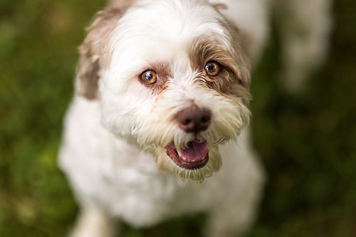 Had a blast with Cooper at his Bark in the Park mini session! So glad I got to see this little guy before the big move to Spa...