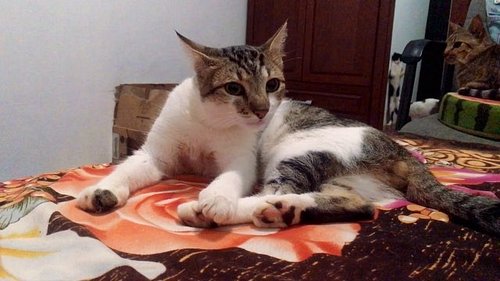 #🐾 #🐱 #🐈 #mauritius #ilemaurice #cat #cats #neko #catsofinstagram #catstagram #family #parenting #children #sons #brothers #b...