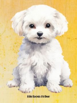 Bichon Frise product image (1)