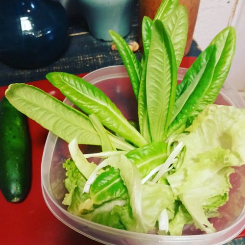 #behindthescenes #growyourown 

I love growing my own food! I think we should all be more self sufficient.

I grew this deer ...