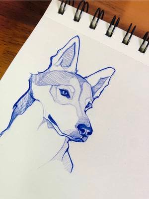 Un 🐺para el dia 08 de este reto, dibujando x 30 días #animaldrawing #animalsketch #drawingwithpencil #sketchbookart 