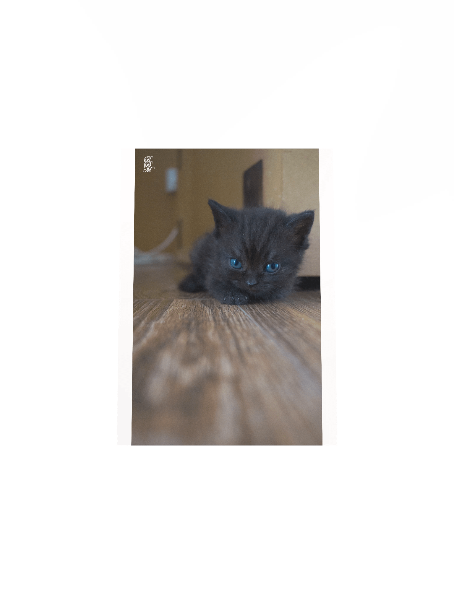 Black Kitten product image (22)
