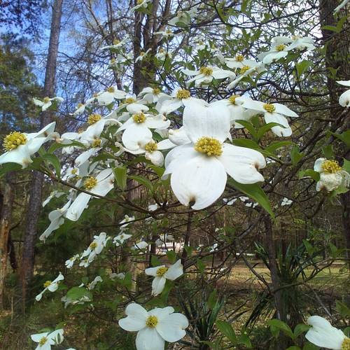 An American classic. #dogwood #flowers #spring #beauty #happiness #godscreation #tree