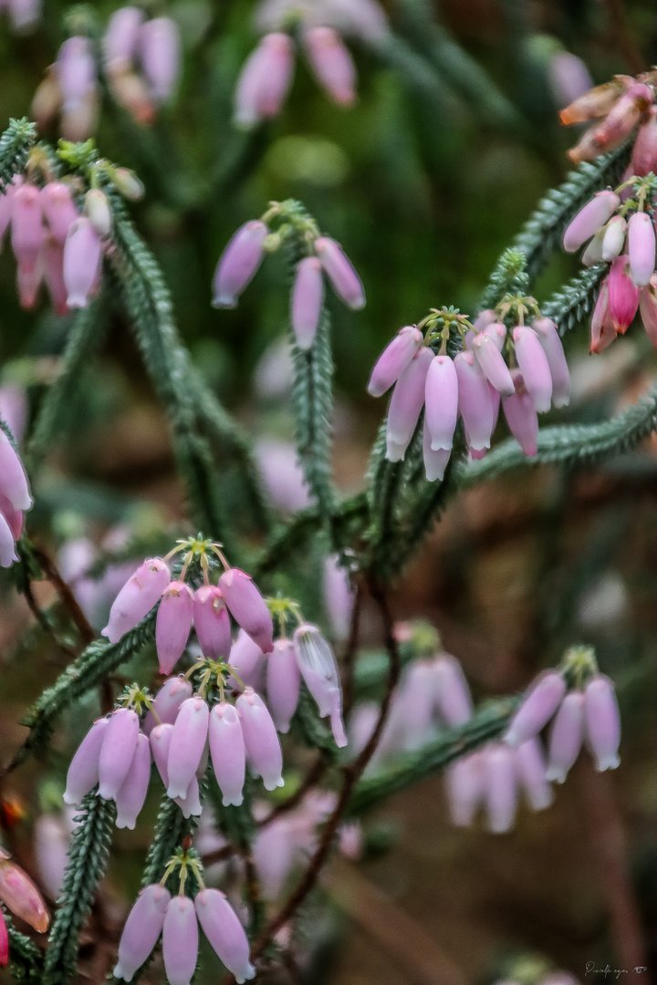 Fine Art - Softness of the Woods 🌸 product image (1)
