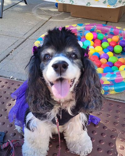 Last weekend our sweet girl Nora had a medical emergency. We did everything we possibly could to save her, but still couldn't...